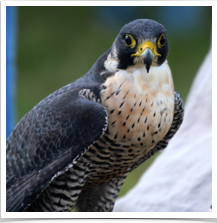 Peregrine Falcon - Watching